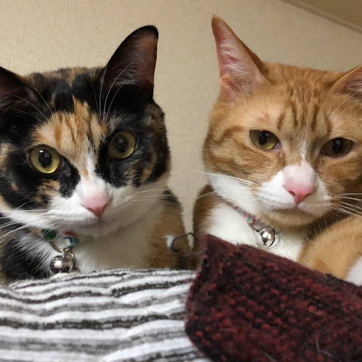 Ca03c2dd 451c 4bca 8205 ff4838ef77a7 1586783903234