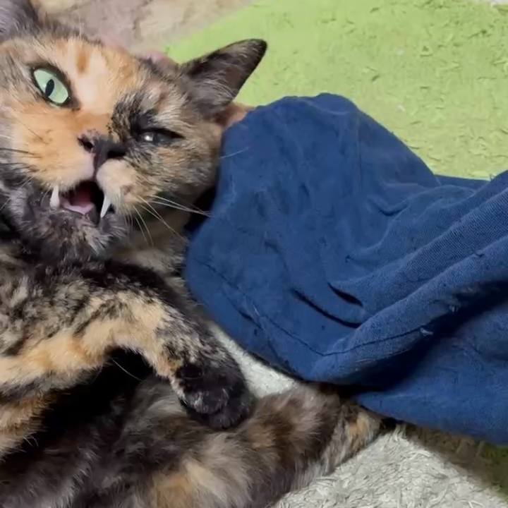 Ca0bc993 d77f 4580 945d e081c13f0b2c 1752700825575