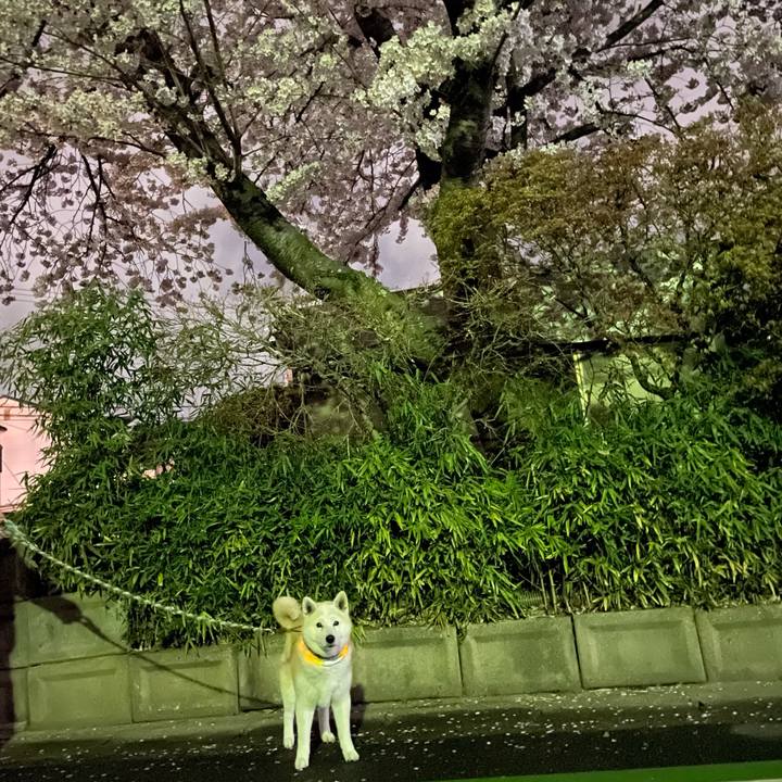 Ca0bdcaa 20c5 4bf4 88f6 f37efc00a34d 1649028461035