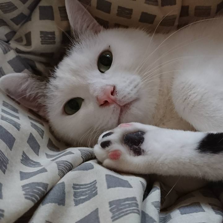 Ca0c0c9a ad06 4747 b7e2 428d1fba2c6a 1545785659860