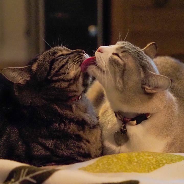 Ca0c18d3 45b8 4a47 be26 41f9abdad248 1614691807041