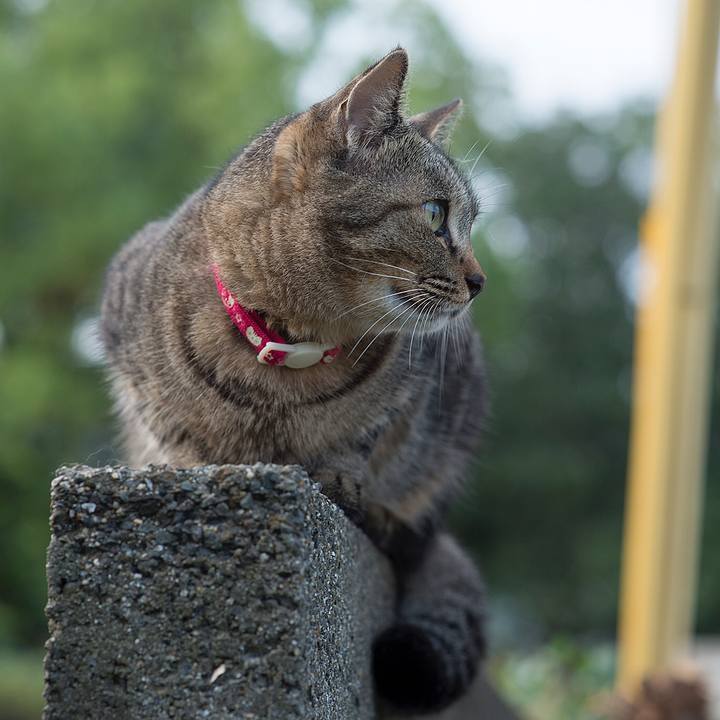 Ca0e8436 4306 4f8f a631 ea7f23490bcd 1537057689717