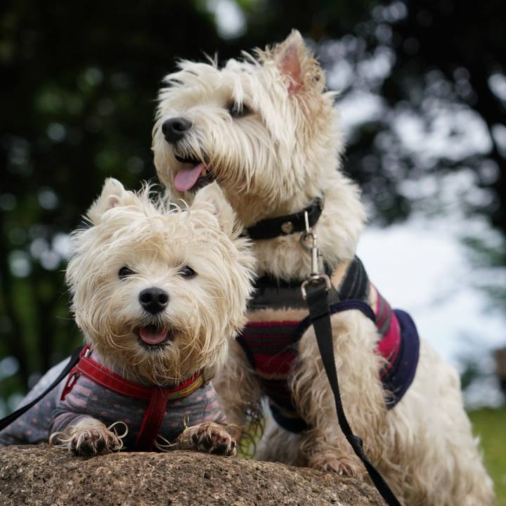 Ca129e5a d7f7 4ad4 8a09 ff649799aaab 1527252559771