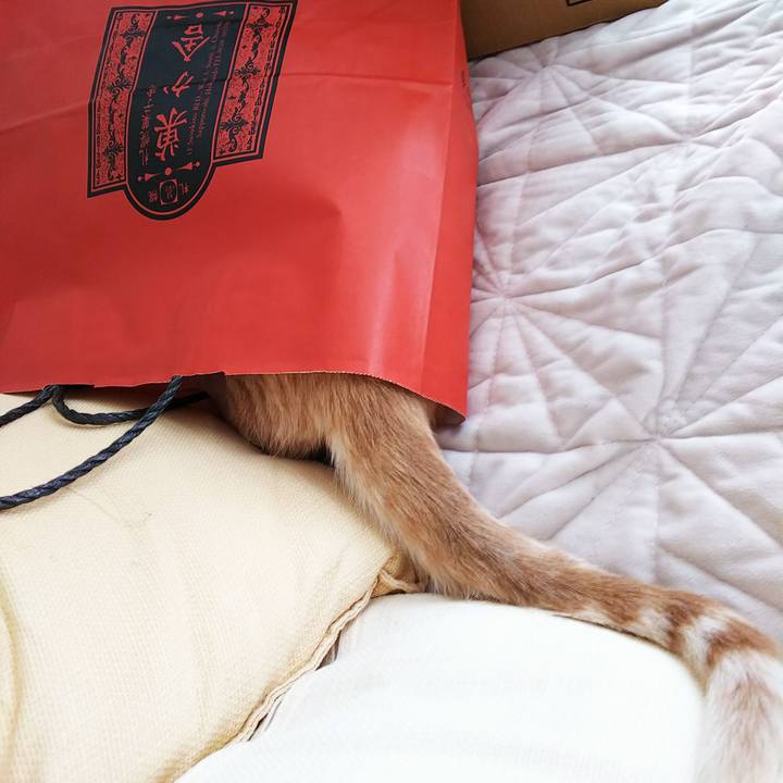 Ca1353ee ee24 47c9 ace7 4745ea5f3faa 1548482441709