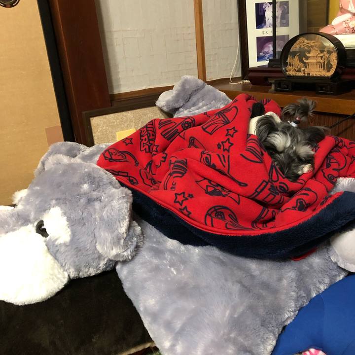 Ca1422b4 aecd 42c8 84ea 24be7fd446f8 1543110874492