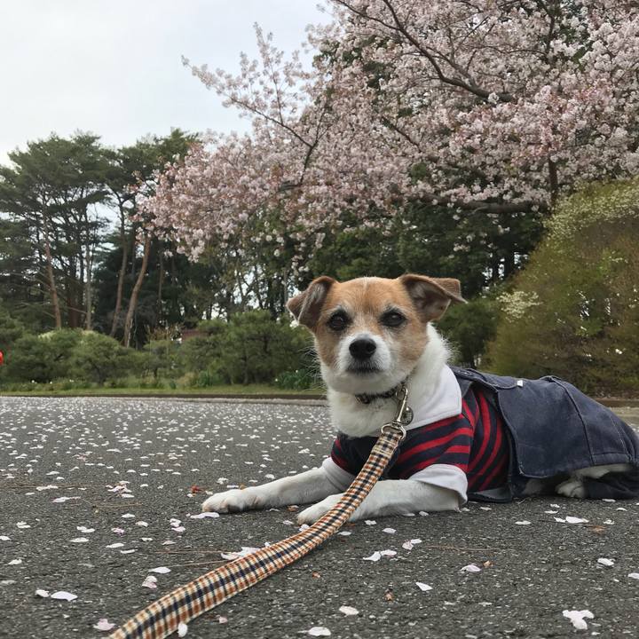 Ca17f438 7e9e 4e8d a5a1 69dc956d88fe 1586243771600