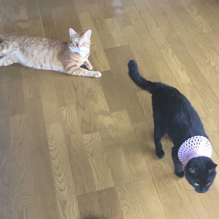 Ca19a6ef fdc1 47e6 85b2 e4a44f9f490c 1534743955176