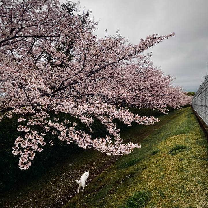 Ca1c20cf 31ff 4454 a3d3 c4ea05e45fa4 1712201428489