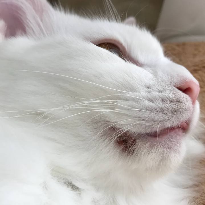 Ca1e16ab 8ce2 457b 9d84 2ffce94a0c10 1524308944353