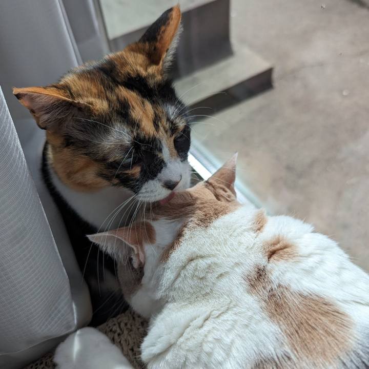 Ca206eca 1737 4ed8 ab53 131e3833d1ee 1713324502250