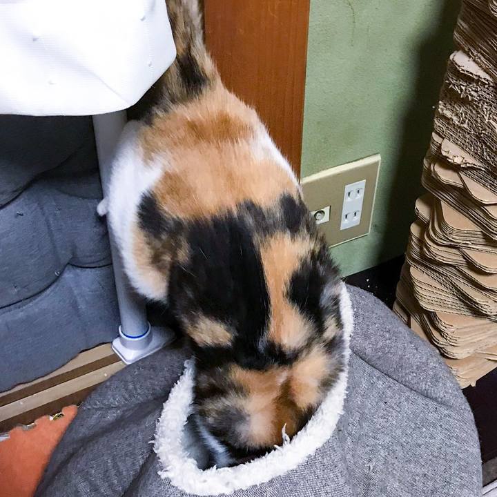 Ca25db71 bf4f 4f21 b6df d8ccb7dac3c1 1509285724845