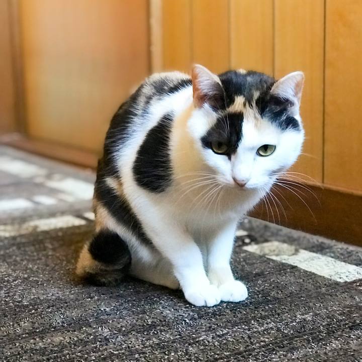 Ca26ae1e 499f 46c9 ac3b 8d6c28d15e0b 1512568550782