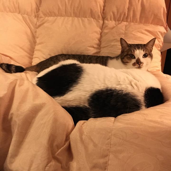 Ca272445 df76 4a24 b8ea 3a8ddce20d11 1513669255238