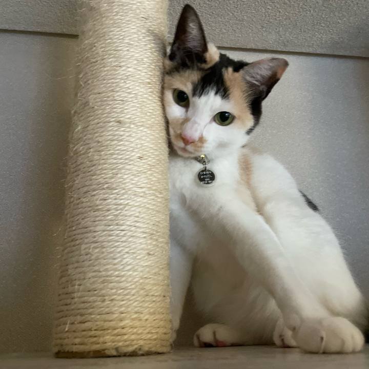 Ca2783f0 60de 4ac9 bec7 8cf6ce4f84aa 1708302268242