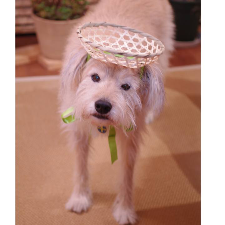 Ca27fb13 bfc3 4dbe a36a c1d8f8e32b74 1544536703964