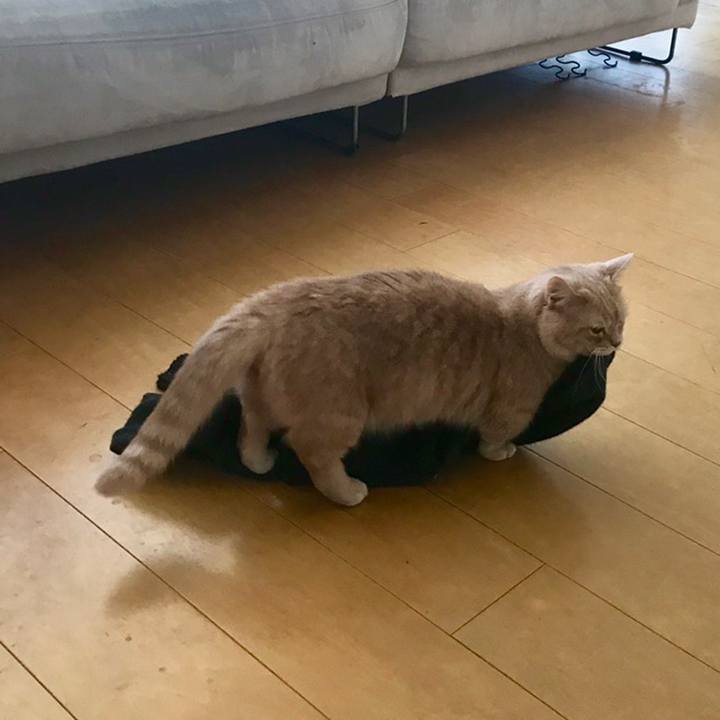 Ca2a572e 6fad 4a1c 85e7 a72423453085 1560426331956