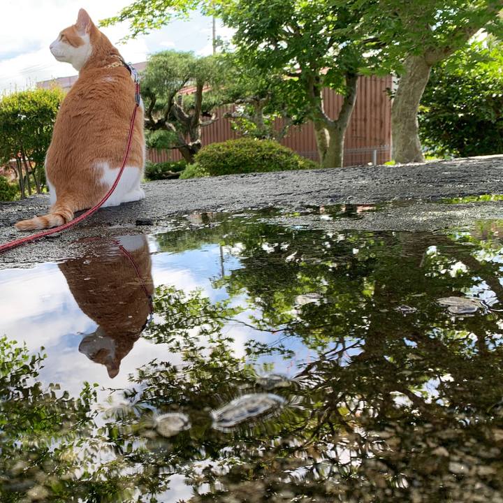 Ca2c081a 78b4 4888 a9c6 5f4200f51d96 1595812021837