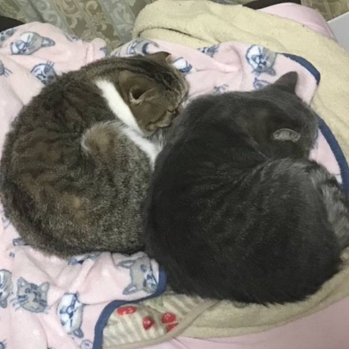 Ca2c3390 1c01 4f3c 8d28 df890079ff24 1513350816326