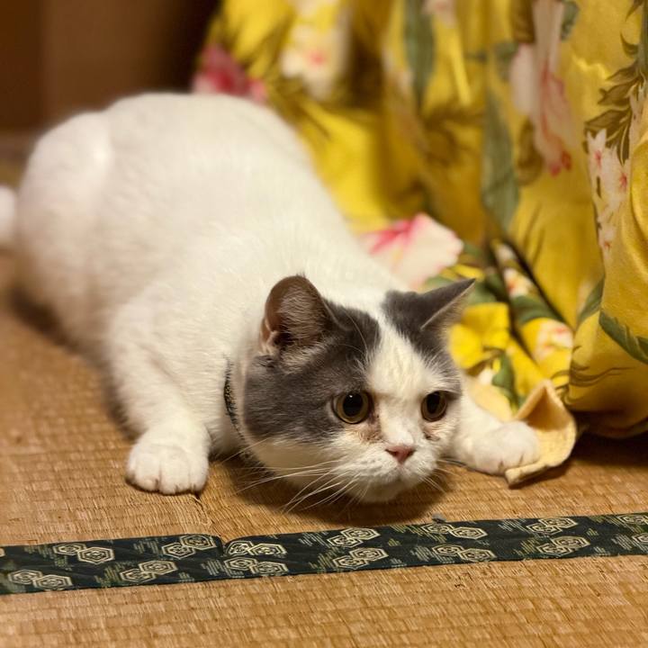 Ca2d52e3 1020 418f aade 26ab4e31c239 1768746702817