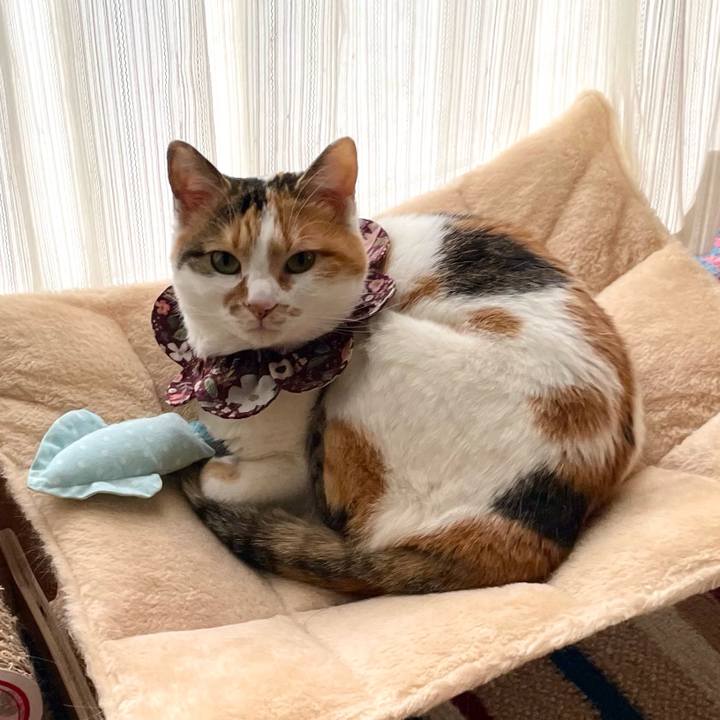 Ca2f7f5e 19e3 474a b070 704775ea4a4d 1741415884770