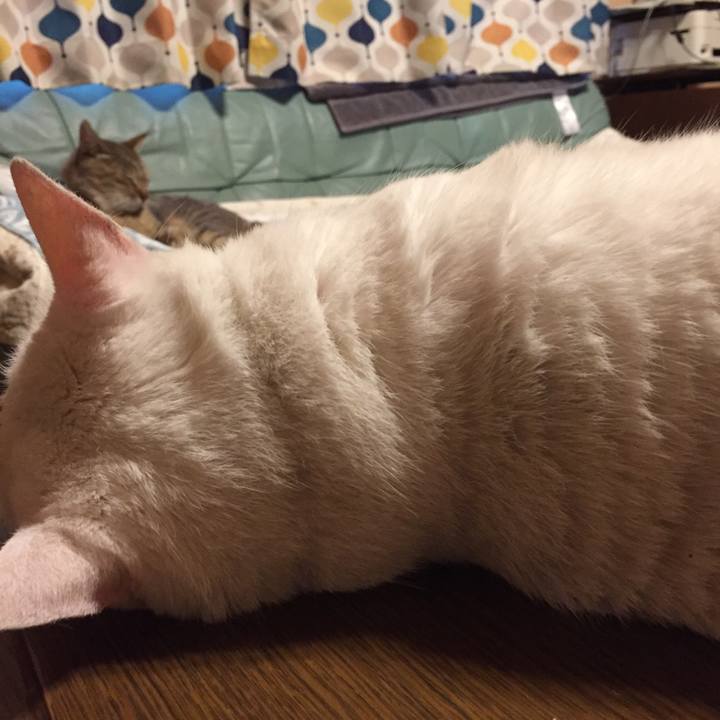 Ca303963 0a3b 402f 9f76 5fec5807aebc 1531992755337