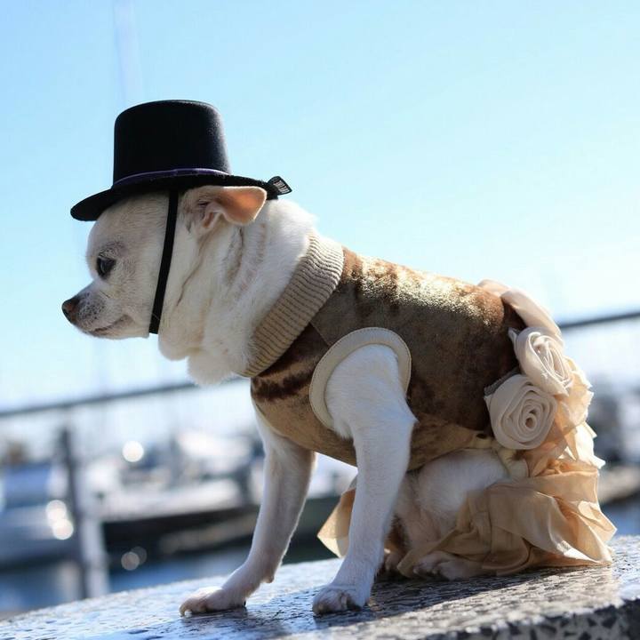 Ca306f74 ebb6 4b32 a8a4 e68588781f5c 1509697011347