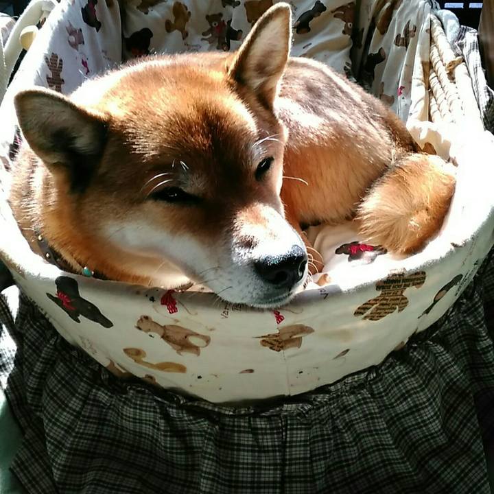 Ca30b6c8 5ebb 4670 aa95 752a859ebfcf 1541036465777