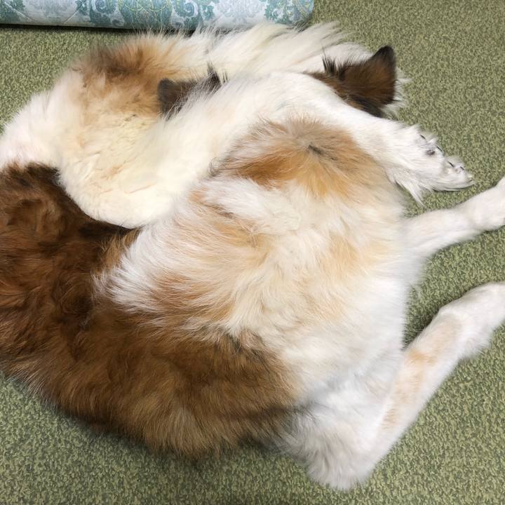 Ca32ba6a 485c 4a69 a9c4 1e9f15f61c61 1551353094096