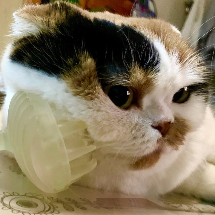 Ca350427 1ce1 412d 9d36 9b1fe3c74c46 1574518437043