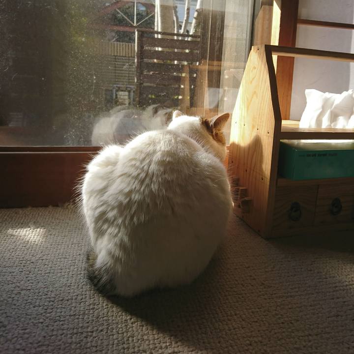 Ca391c3d 20c7 420f 8dca fc2a30789748 1549070829626