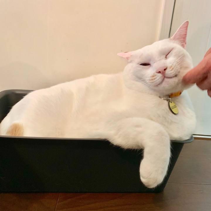 Ca399560 d39e 435e a52e 827587216368 1579498028542