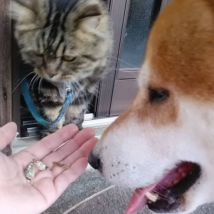 Ca3a8ac8 64d6 4659 813f 0cbf7705e6ce 1626822195376