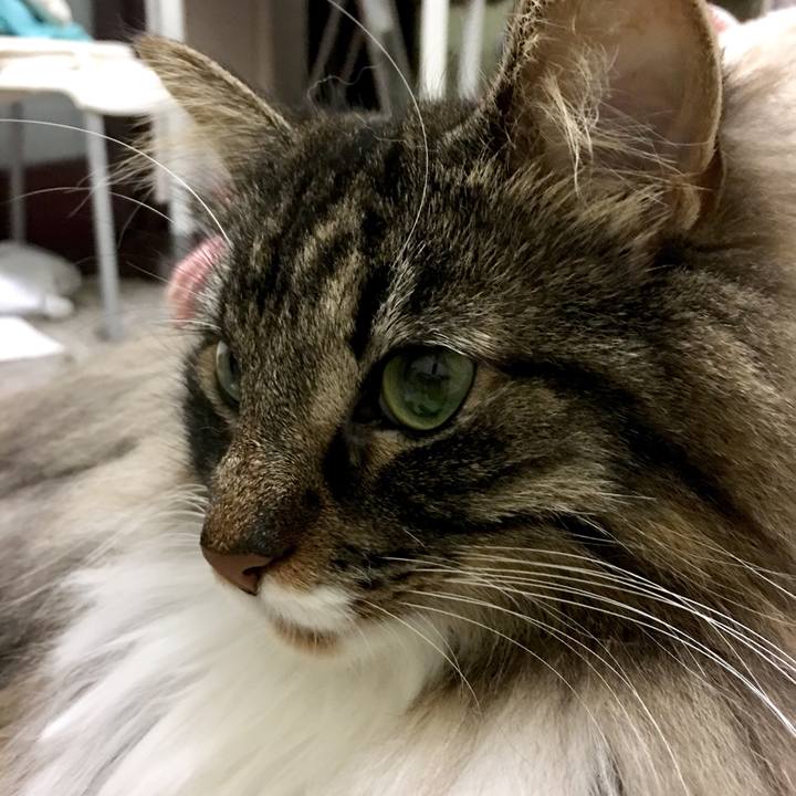 Ca3ad9a3 57ba 4642 ae9e 9f74516e3e48 1511619884228