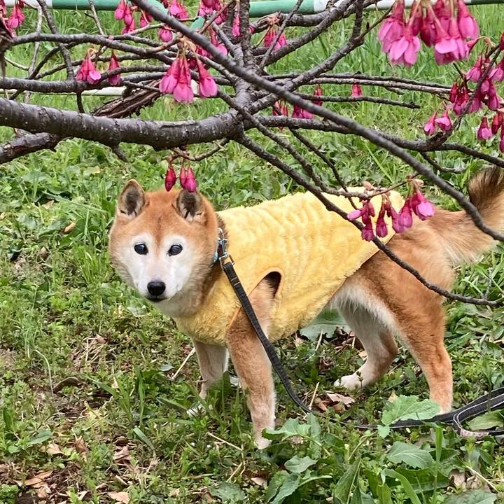 Ca3af28e de10 47f4 9f38 a422f02c2967 1773369366035