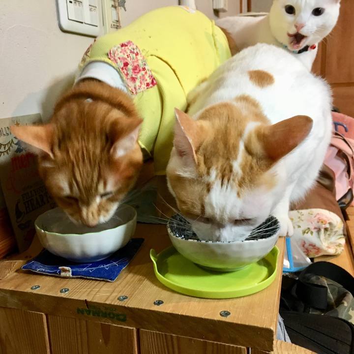 Ca3b873b f202 4cc3 bef5 d075c1701c3a 1517791856228