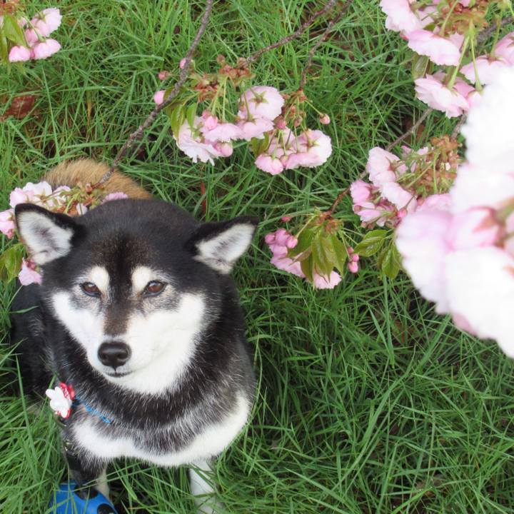 Ca402952 cf1e 484a 8342 ba6470d3c0af 1587636013387