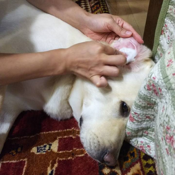 Ca41f1ab 0414 4ec1 96c0 48d27f43d507 1532728225650