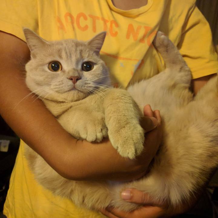 Ca425f28 ce80 4a72 857b 584c2e9d66f7 1540299580241