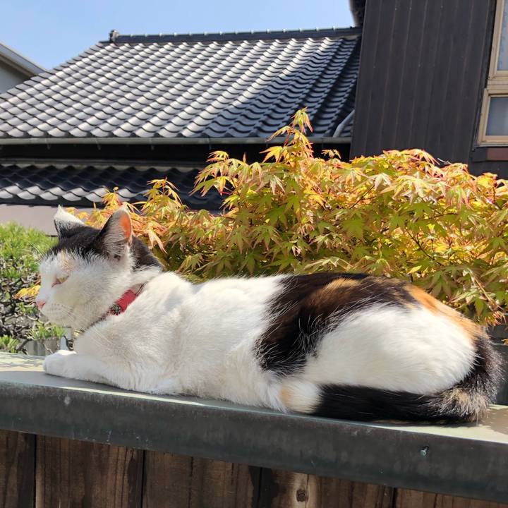 Ca42f2c2 e715 401d 9c88 1753fce26050 1616476702734