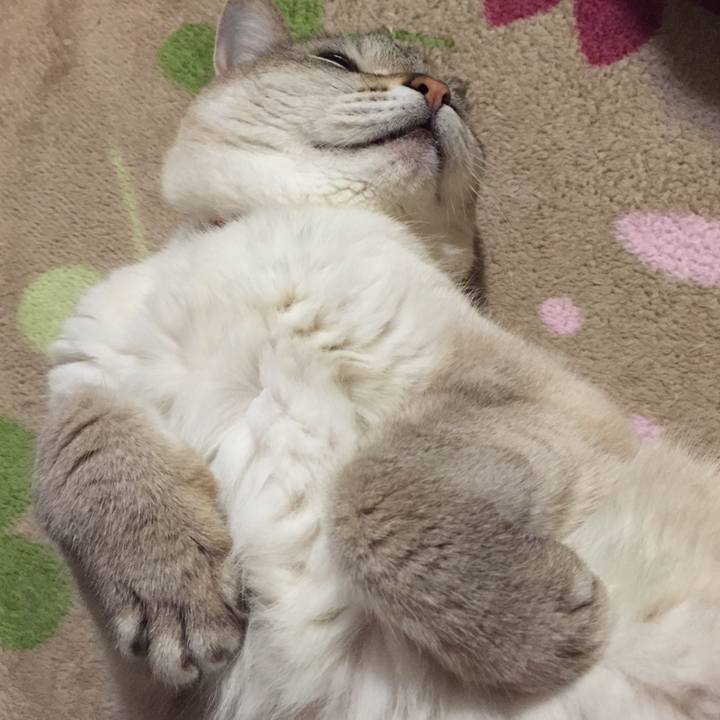 Ca4818f5 d4f8 4e3a 940d 7e9a6a724d39 1527283889280