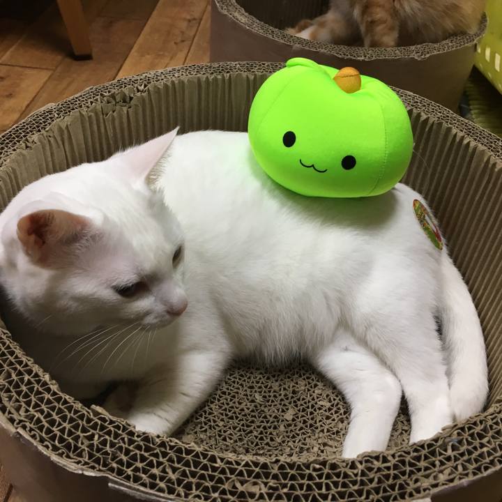 Ca4bfc01 8555 47b6 aa85 1bbce7f26a4d 1548167407536