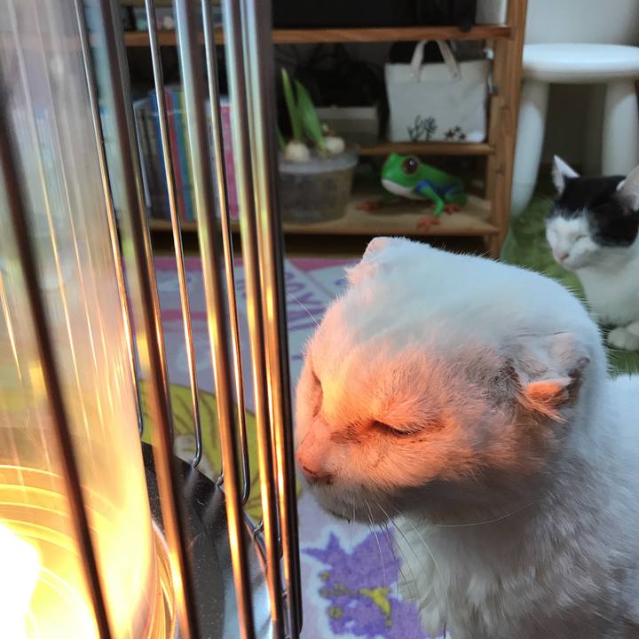 Ca4c52b3 b11a 4172 87c2 1ec219c36271 1520397076659