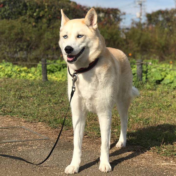 Ca50b620 c86c 4cfc b74a b8e1e3f9002e 1543451817935