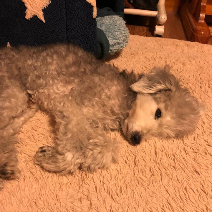 Ca51a74e 846d 4eb4 8212 f4d118248605 1608854495452