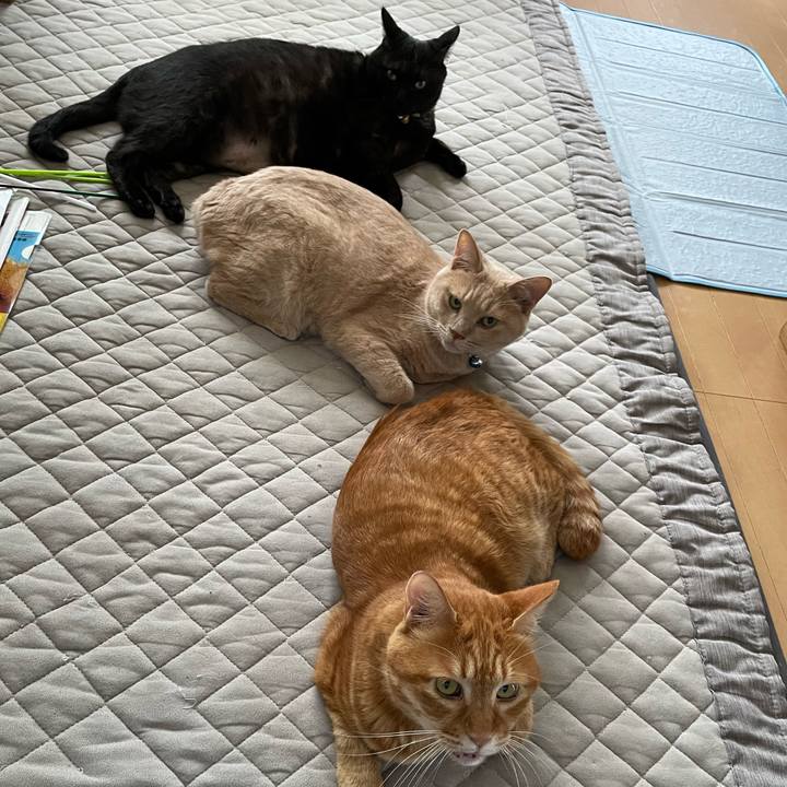 Ca52edb0 35cd 423c 93d7 8d99e19f0362 1724897611628