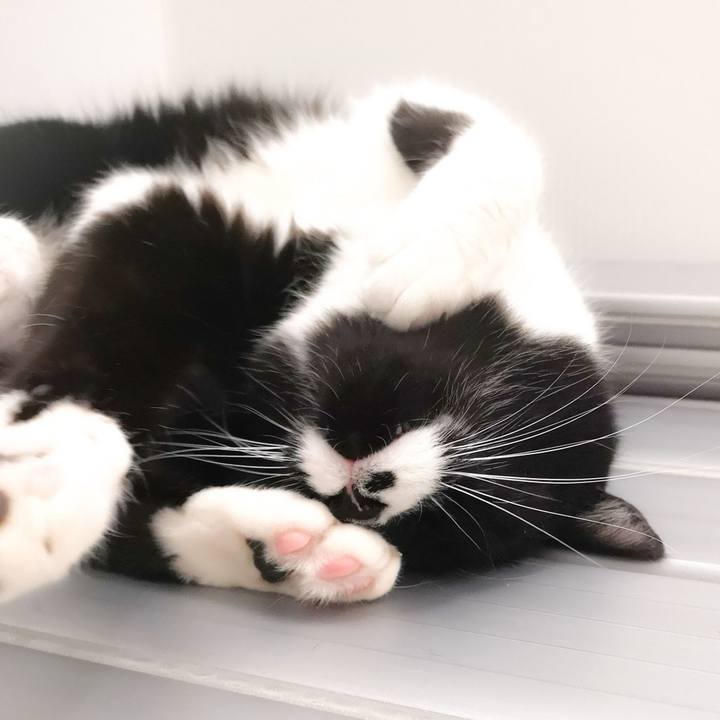 Ca54188a 0e5e 40ea a5bc aa8f08a367cf 1559577414753