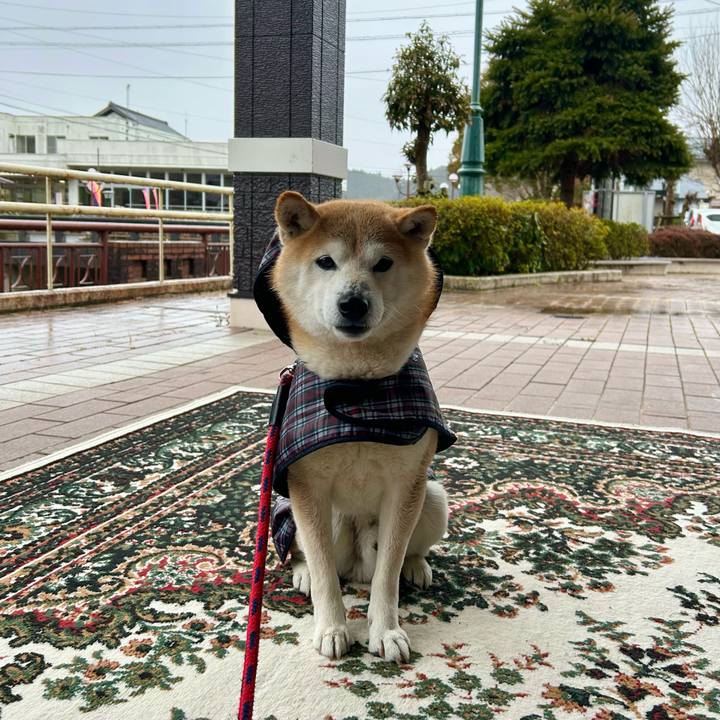 Ca545b5c 65af 4080 bdab 2ebca78aa834 1709203906374