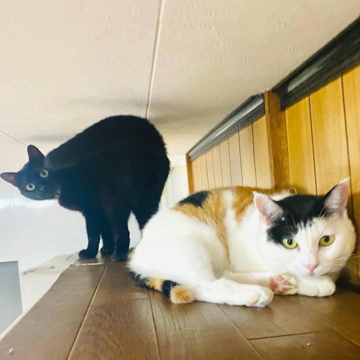 Ca5470d0 14ab 4cfe ad4a f375814e6eda 1729436544719