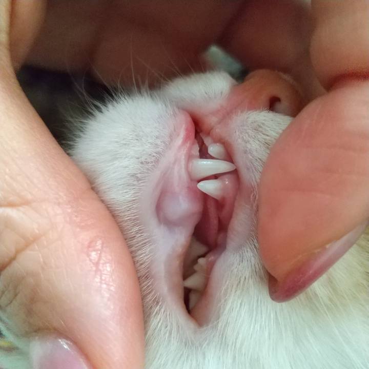 Ca5554b3 69a5 44f7 94fb 45ba507c1a4e 1611286064131