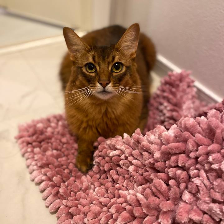 Ca55a63c b40d 4cac 9496 b569cae71b6c 1666101885335